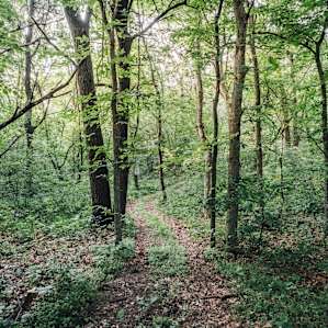 There is about a mile of trails on the land with more remote camping options.
