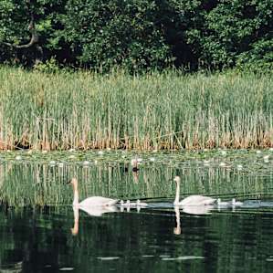 Swans at nearby Sherburne Wildlife Refuge