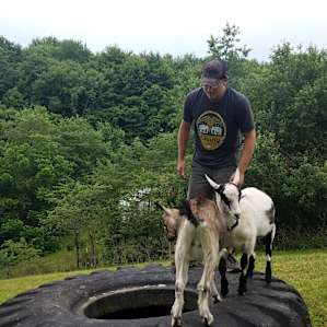 Friendly goats.
