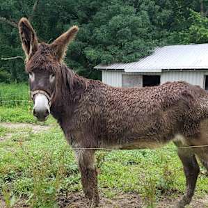 Giant donkey.