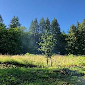 Powder Creek Campsites