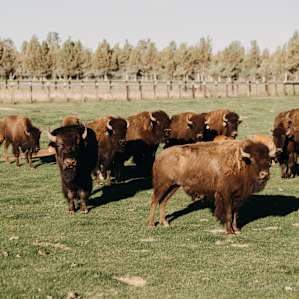 A field of buffalo.