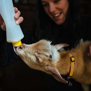animal goat