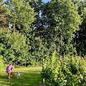 Walking around the perimeter of the vineyard