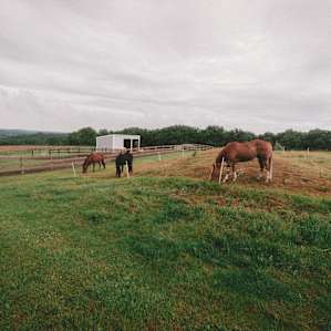 Horse pin in the host's backyard
