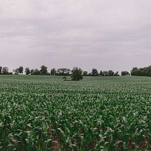 Back acres