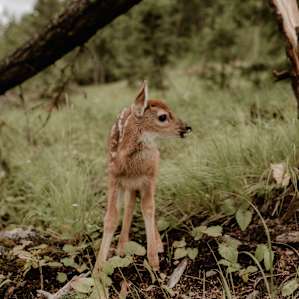A fawn rescued by the hosts.