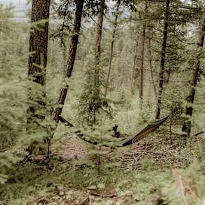 forest hammock activity