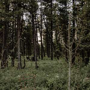 forest