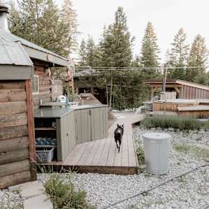 cabin dog animal