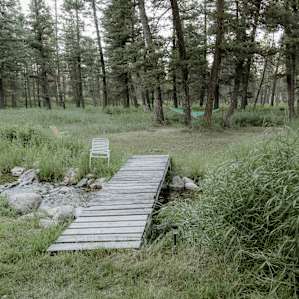 forest