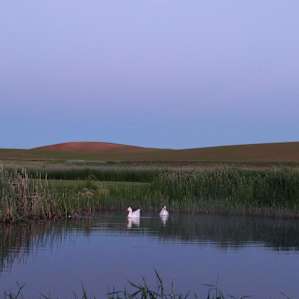 Goose in pond habitat