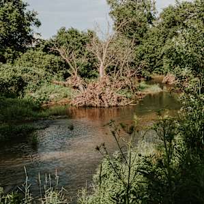 forest water