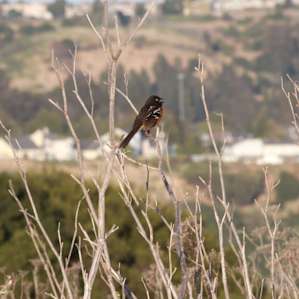 Lots of birdie visitors to sing music to your ears.