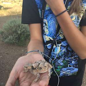 LIzard! Also, see many jackrabbits!
