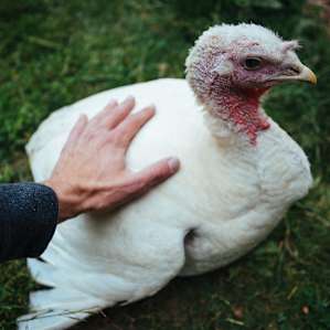animal turkey
