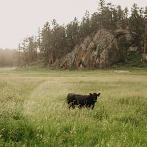Resident animals in surrounding fields.