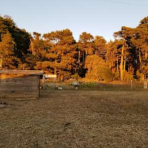 Forest, Farm Animals, and You