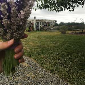 Lavender fields forever