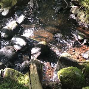 Stream next to our camp site, very peaceful.