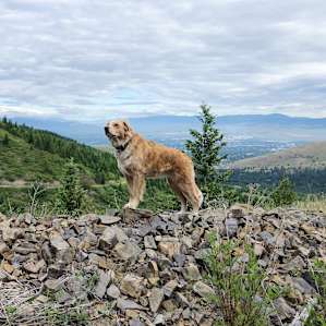 The Lookout