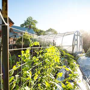 Morning light on one of the greenhouses. The day starts early here at Full Plate Farm!