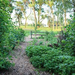 Food forest