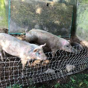 Pigs!