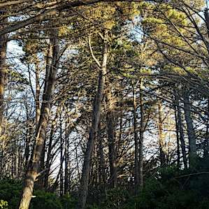 Camp inside a ring of cypress
