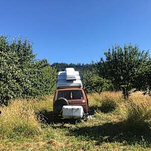 In the apple trees