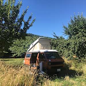 In the apple trees