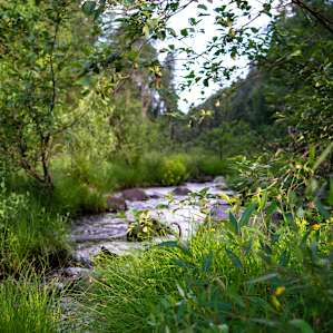 Hot Springs Meadow