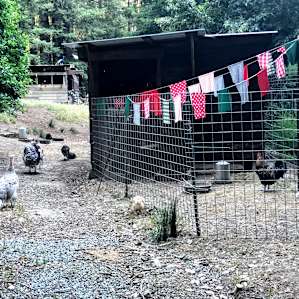 All sorts of characters in this coop. We enjoyed the activity below our treehouse.
