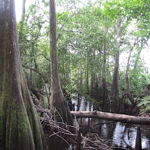 more cypresses