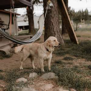 dog hammock animal