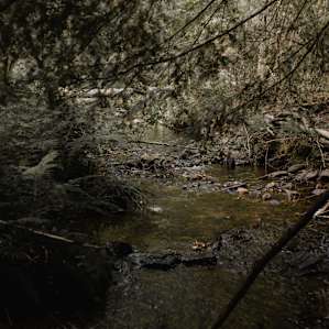 forest water
