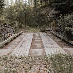 forest