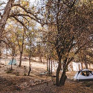 tent forest lodging