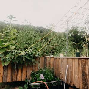 A hydroponic garden!
