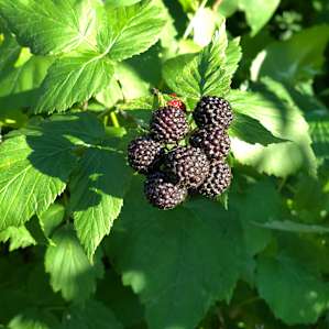 So many wild berries to forage!