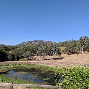 Pond in the front yard