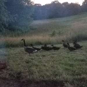 Family that came through our campsite both nights at 9:30 pm on their way to play in the pond