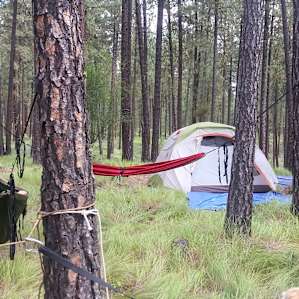 Ponderosa Pine Paradise