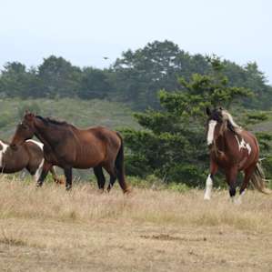 horse farm animal