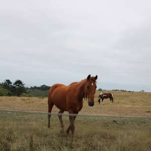 Inquisitive neighbors on the drive up to the ranch!