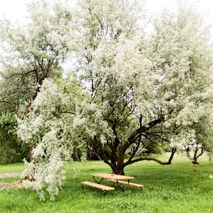 picnic table amenity