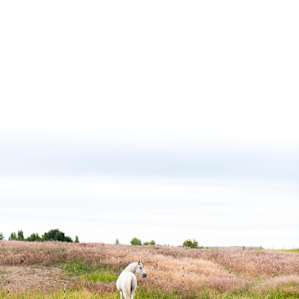 watching the horses