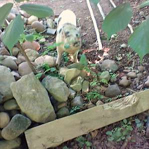 The neighbors pig wondering into camp