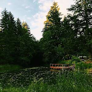 Pond at sunset. There are frogs that croak at night :)