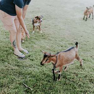 dog animal goat